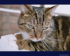 Gatti (337)